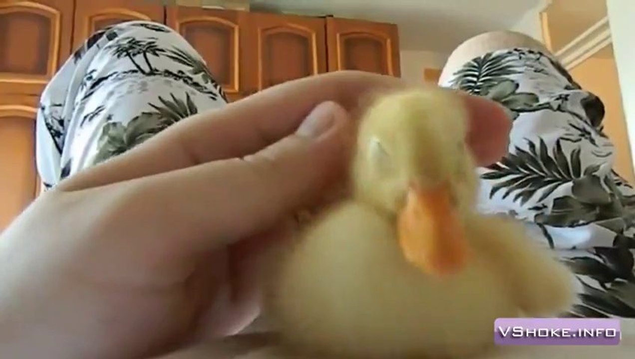 Such a cute duckling!  The cutest duckling ever!