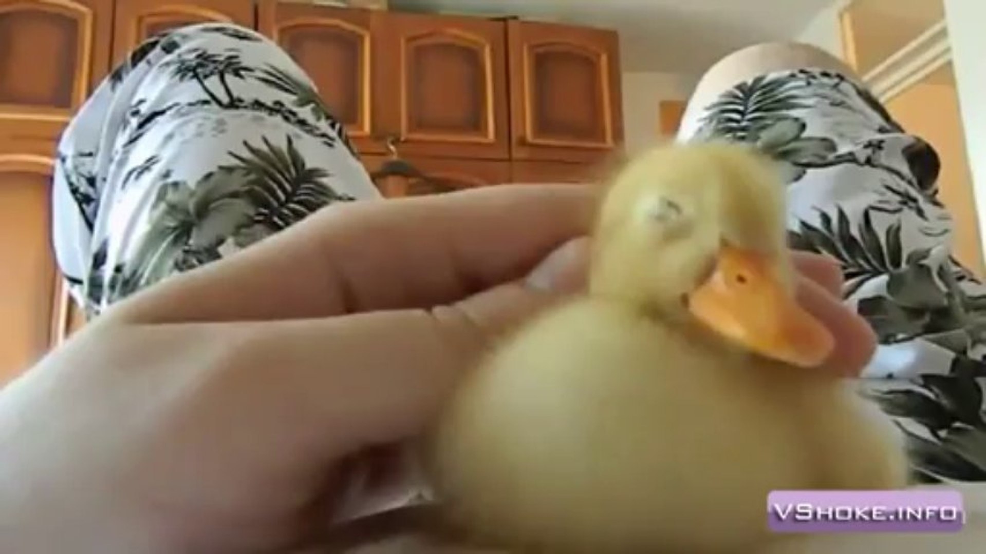 Le bébé canard le plus mignon du monde!!! - Vidéo Dailymotion