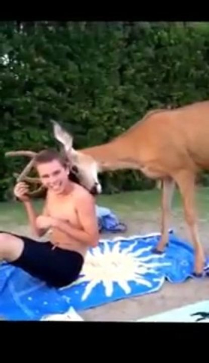 Un chevreuil fait des câlins!