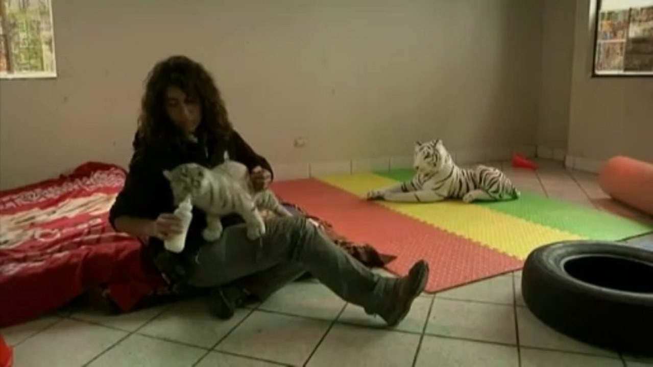 Un bébé tigre du Bengale blanc est né dans un zoo au Pérou