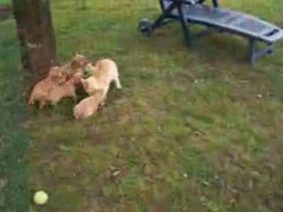 jeux avec le chat