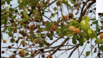 Looking for quality Bali Premium Kratom?