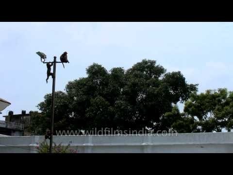 Monkeys climbing and jumping from a pole