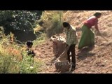 Filling potatoes in a sack in Uttarakhand