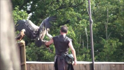 Zoo Amneville - RAPACES