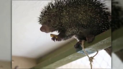 Un porc-épic qui parle mange une banane