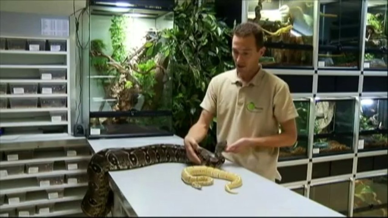 Un python tue deux enfants au Canada