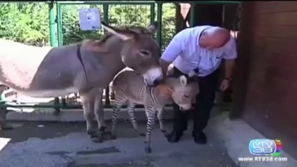 Un «zébrâne» naît dans une réserve animalière en Italie