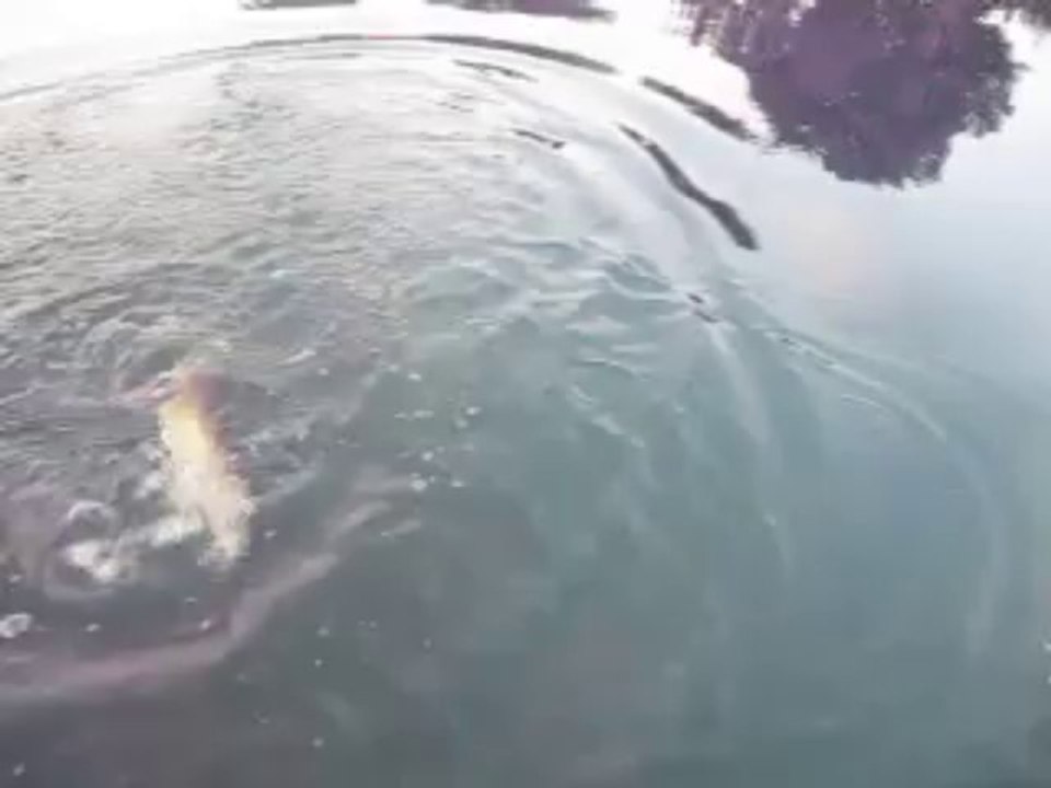 Sortie du 06 Aout 2013 007