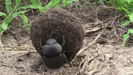 True Facts About The Dung Beetle