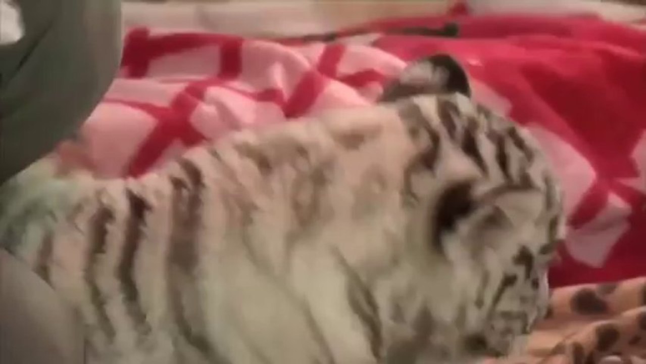 Un tigre blanc du Bengale voit le jour dans un zoo péruvien