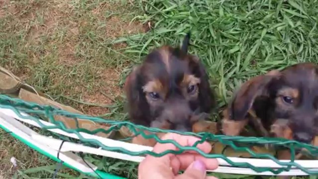 bébés teckels 6.08.13 015 2 mois 1/2 pour mes petits bouts.