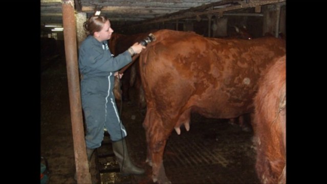 Un petit moment de beauté pour les vaches salers de l'élevage Fournier