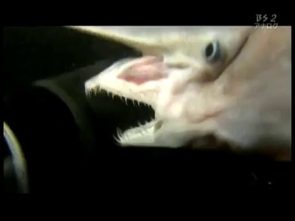 Requin Lutin