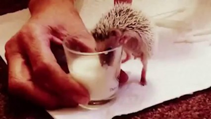True Facts About The Hedgehog (Redo)