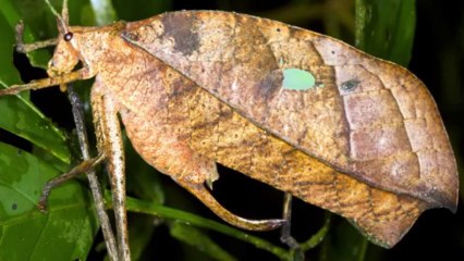 True Facts About The Leaf Katydid