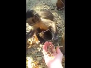Capuchin Monkey Uses Human’s Hands to Crush Leaves
