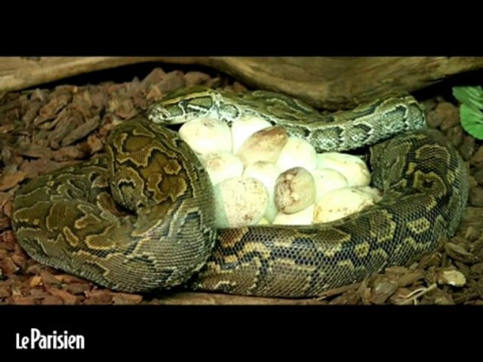 Enfants tués par un python : l'avis d'un vétérinaire