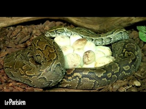 Enfants tués par un python : l'avis d'un vétérinaire