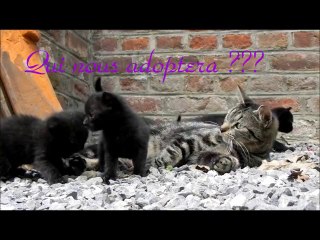 Nos petits félons et leur Maman la Duchesse de Félonnie