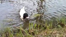 РОС Белка - подача с воды 2