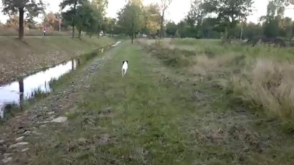 РОС Белка - подача