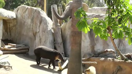 True Facts About The Tapir