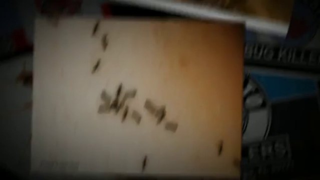 Pest Control Company In Largo, FL 33771-4990 | Call Now -1.800.720.5455 | Anti Pesto Bug Killers