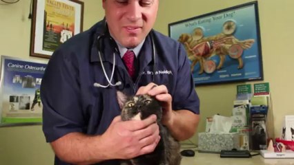 Welcome to Desert Hills Animal Clinic