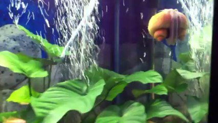 leptosoma kitumbalarım ve katatelerim