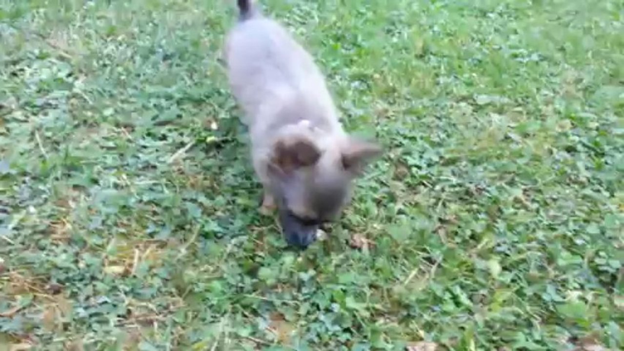 J51. Igloo 4 mois saute dans tous les sens