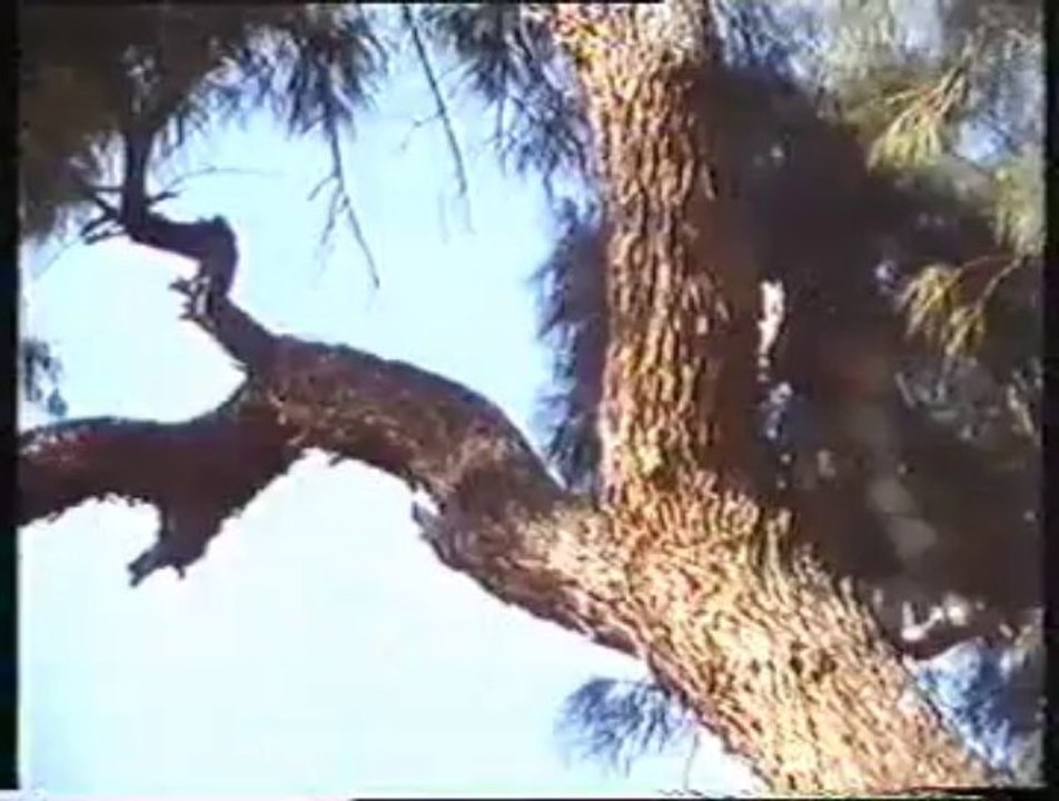 1984 - La Dominación - Ninja III (escenas de acción)