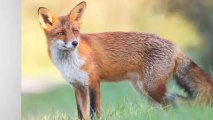 Reported ‘Screaming Woman’ in Woods Turns Out to Be a Fox