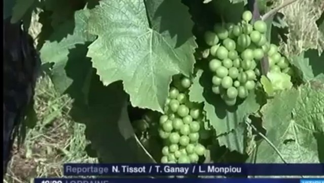 Vins de Toul, du soleil dans le gris