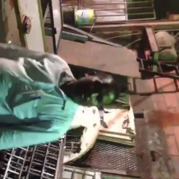 Mobile Capture 4 Aug 2013