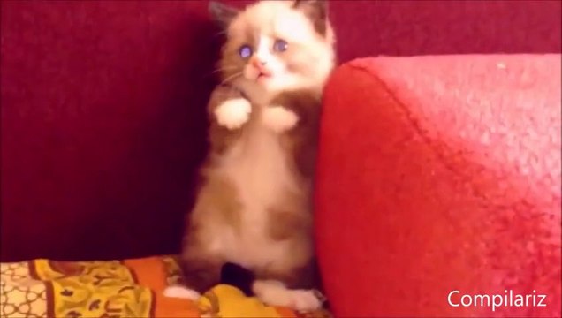 Cats Compilation - The most beautiful and cute cats ever!