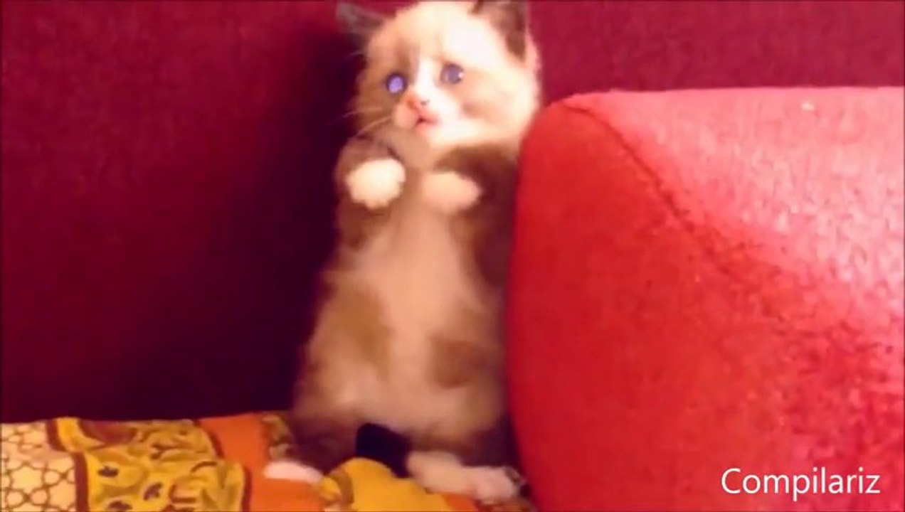 Cats Compilation - The most beautiful and cute cats ever!