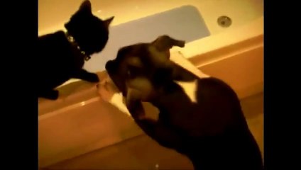 Cats vs Dogs - FUNNY Compilation!