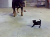 Un petit Chaton face à un gros chien - Il fait face!!! Comme un grand!