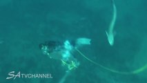 Black Tip Shark Attacks Diver