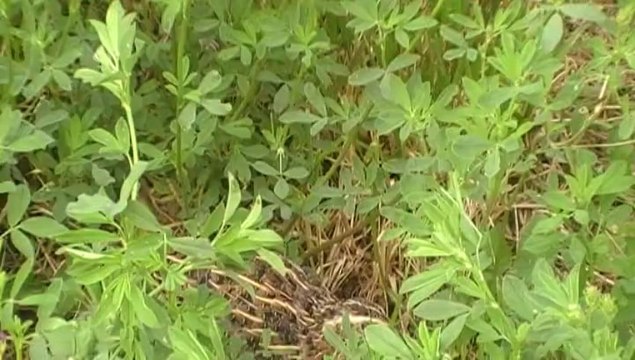 Ivette 4 mois et demi arrêt sur caille