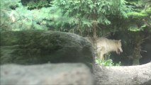 Zoo Amneville - Loups blancs