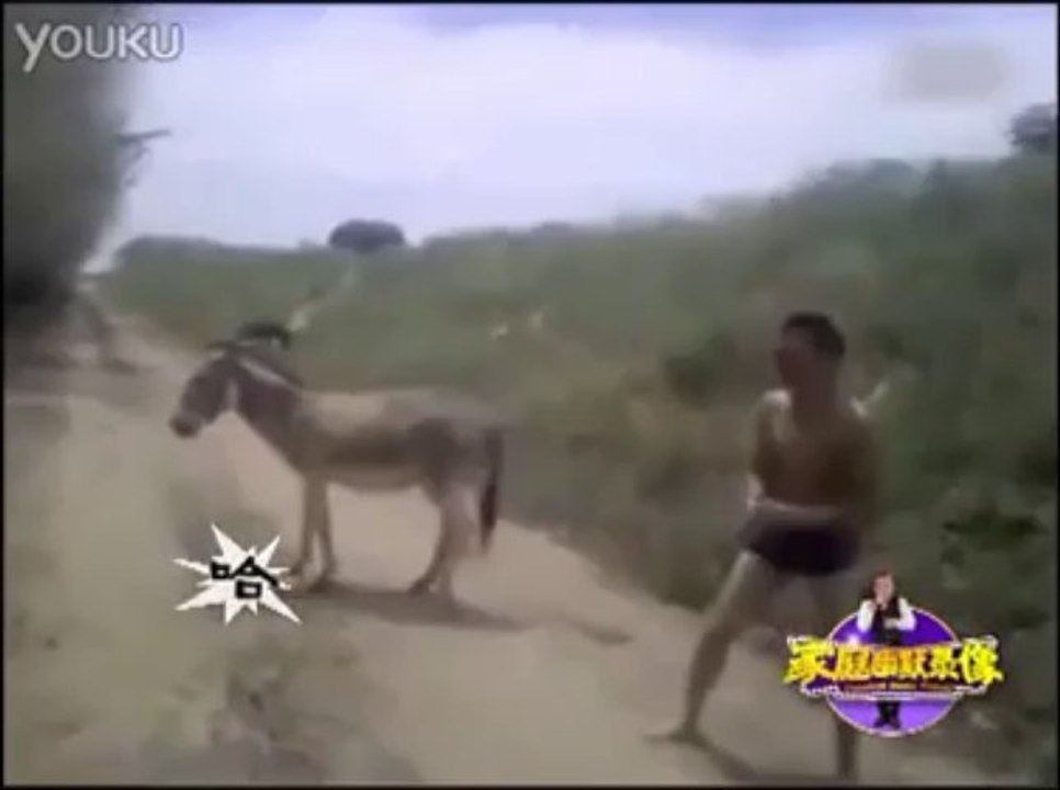 boxing with donkey