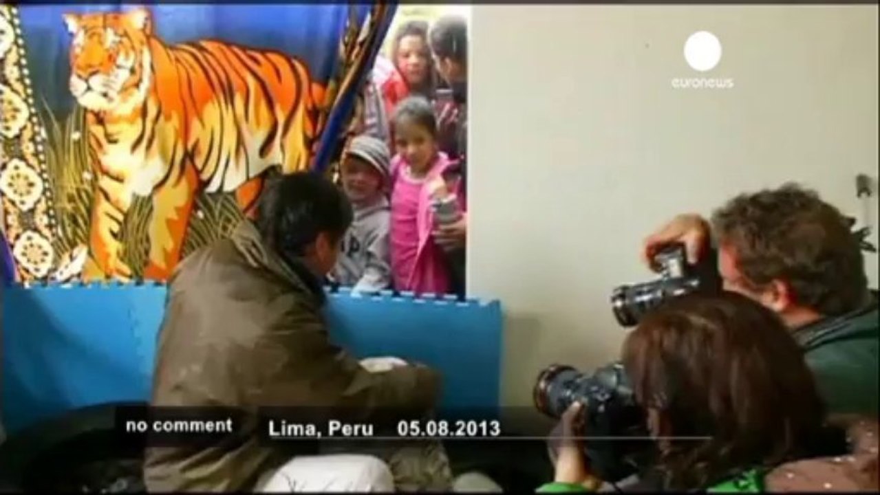 Lima zoo unveils new Bengal tigress cub - no co...