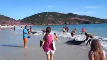 Bravi ragazzi - Delfini in Arraial do Cabo - Rio de Janeiro