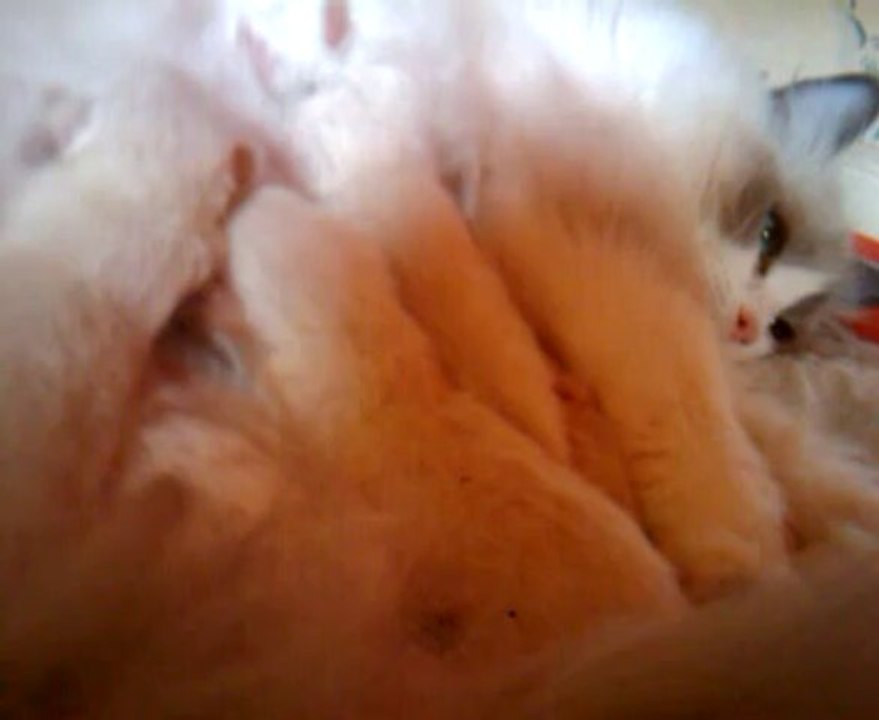 bb ragdoll 2013