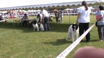 Expo canine Lillers