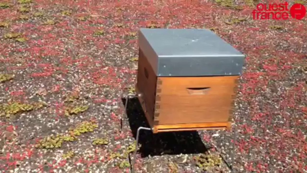 Avec ses ruches, le Ruban Bleu veut faire le buzz - Avec ses ruches, le Ruban Bleu veut faire le buzz