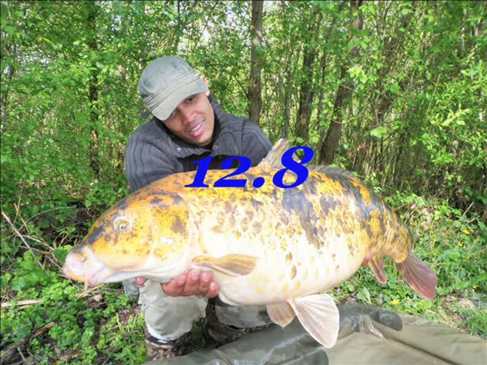 big carp 20+ , 25+ et 30+ et les koîs