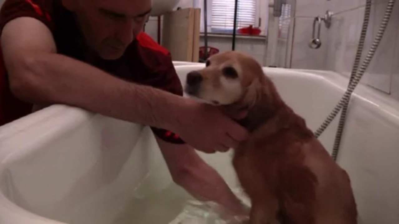 Biene trainiert in der wanne